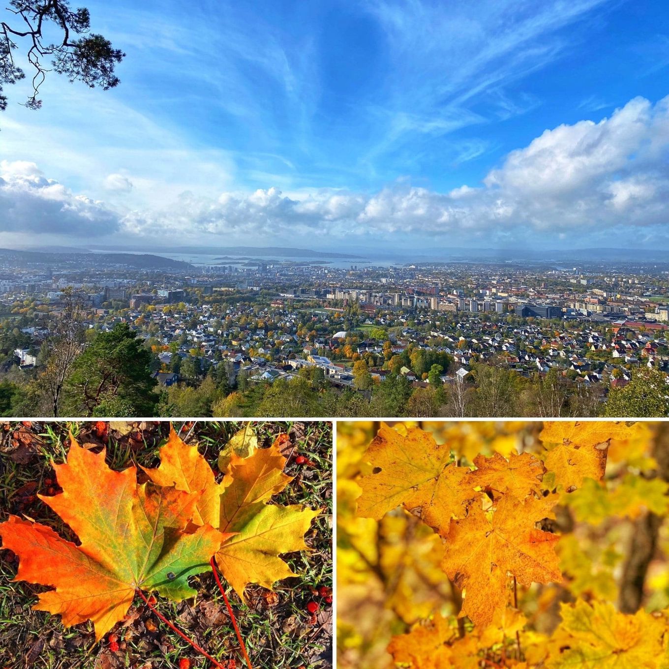 Foto: Heidi M. Skjebstad/Oslo kommune Oslo i høstfarger.